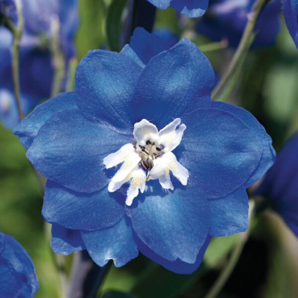 ostrozka ogrodowa blue bird kwiatostan z bliska
