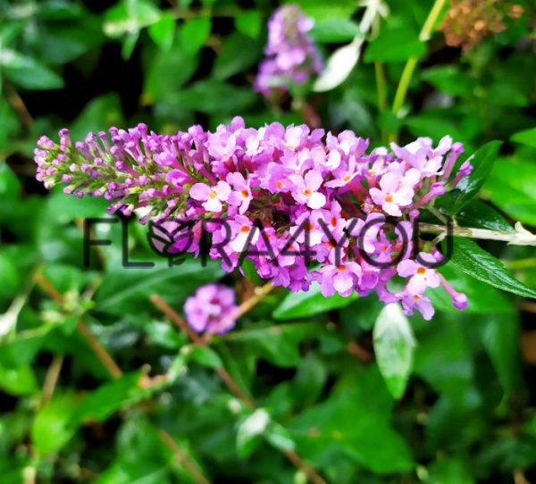 budleja dawida lavender kwiatostan