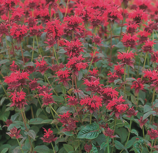 pysznogłówka red shades jako kwiat wieloletni w ogrodzie wiejskim w Polsce