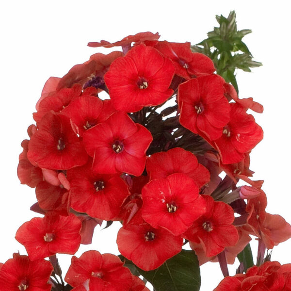 floks wiechowaty flame red w czasie kwitnienia, zbliżenie na czerwony kwiatostan