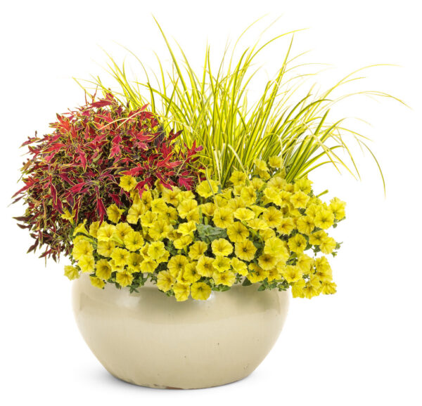 minivista yellow w kompozycji letniej na tarasie w doniczce ceramicznej z innymi roślinami