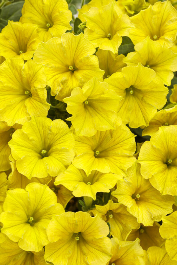 zbliżenie na kwiaty supertunii mini vista o żółtych kwiatach, nowość na sezon 2024
