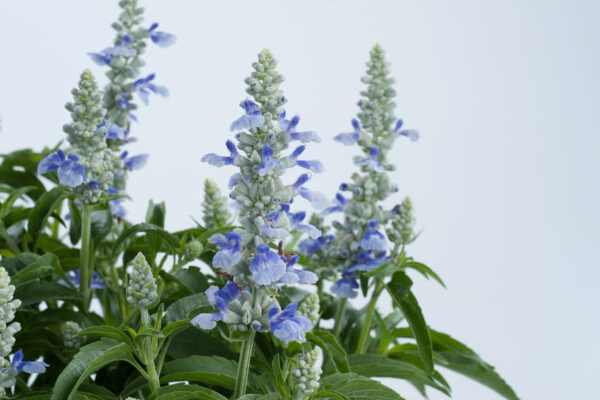 Szałwia o jasnoniebieskich kwiatach latem Nowa odmiana sky blue z serii marvel