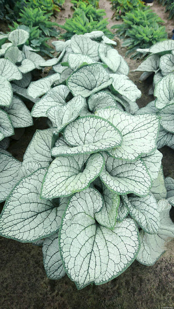 Brunnera Silver heart jako jedna z najciekawszych odmian tej byliny do ogrodu