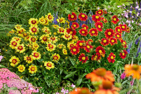 nachyłek wielkokwiatowy uptick red na bylinowej rabacie w ogrodzie